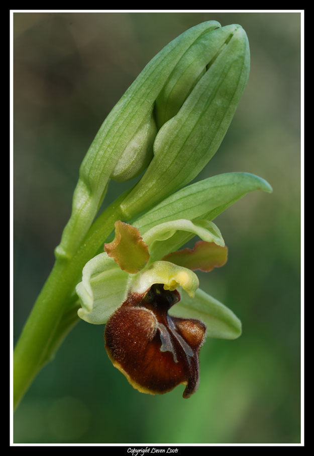 Ophrys sphegodes e ? - determinazione prego.